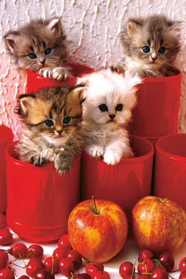 Chatons dans des Pots